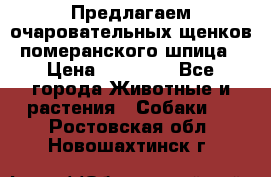 Предлагаем очаровательных щенков померанского шпица › Цена ­ 15 000 - Все города Животные и растения » Собаки   . Ростовская обл.,Новошахтинск г.